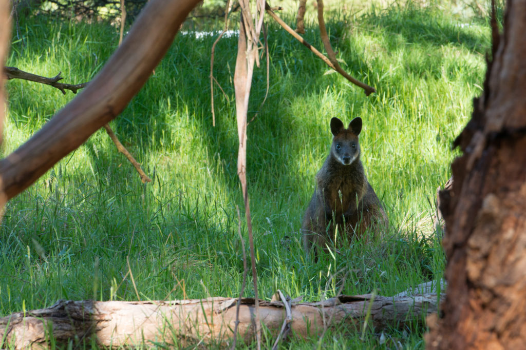 A wallaby sitting in the grass