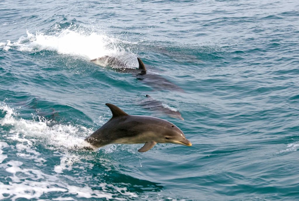 A group of dolphines jumping out of the water