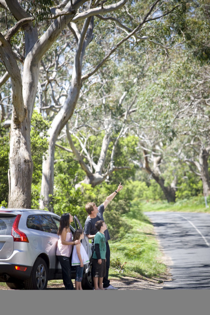 A family next to their car on the side of a road looking up at wildlife