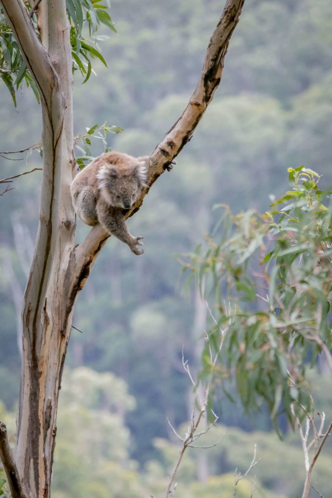 A koala in a tree extending it's arm out