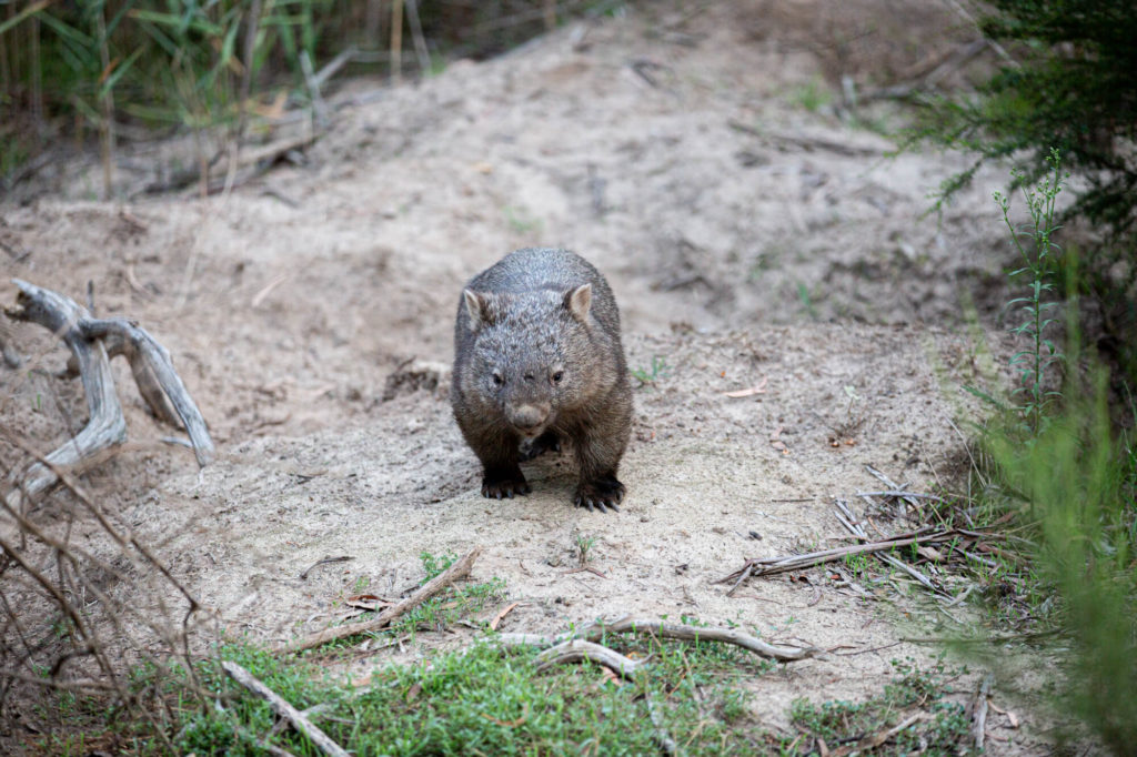 A wombat walking on the dirt and grass