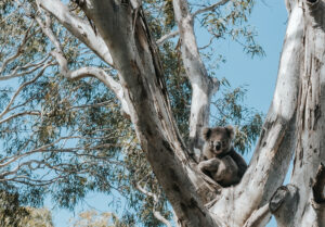 Koala in Tree on Raymond Island, Gippsland